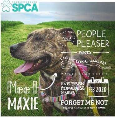SPCA_Maxie